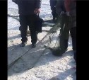 Сахалинцы вытащили 70-метровую браконьерскую сеть с корюшкой из Малого Буссе