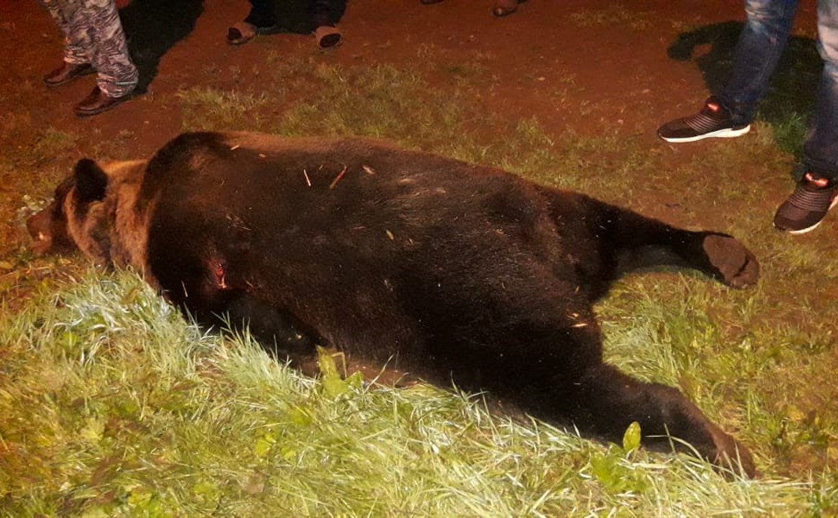 Медведя, задравшего нескольких собак в Поронайском районе, отстрелили