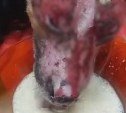 Сахалинские зоозащитники показали обгоревшего пса Михея спустя месяц после пожара