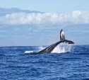 Жан-Мишель Кусто просит запретить добычу любых китообразных в 2020 году