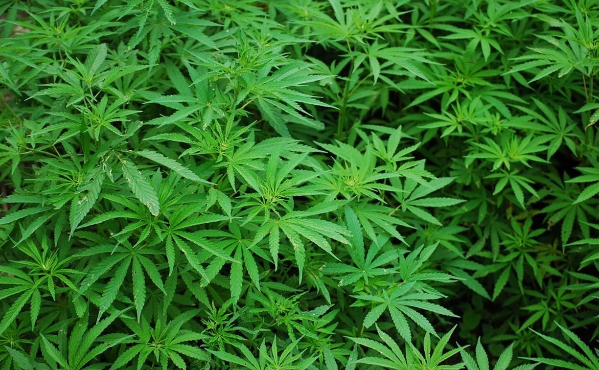 У сахалинца на седьмом десятке жизни дома нашли почти 2 кг марихуаны