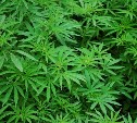 У сахалинца на седьмом десятке жизни дома нашли почти 2 кг марихуаны
