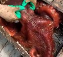 Осьминога-гиганта поймали на Сахалине рыбаки