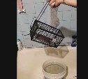 "Ловили по 12 штук в день": крысы массово атакуют сахалинцев