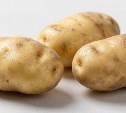 Проект по выращиванию отечественного картофеля на семена запустили в Сахалинской области 