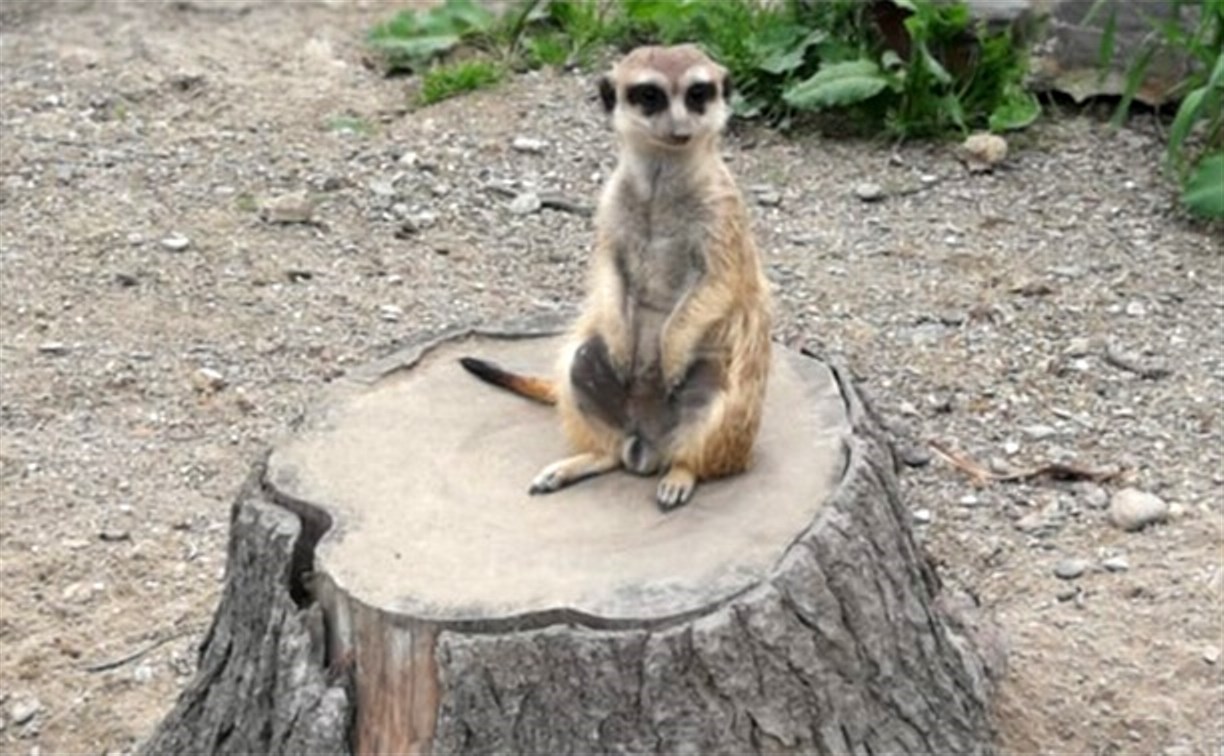 Сахалинский зоопарк покажет, чем лакомятся сурикаты