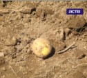 Мышьяк и медь в сахалинской почве могут негативно влиять на здоровье детей (ВИДЕО)