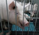 На прилавках сахалинских магазинов появилась разделанная таранайская свинина