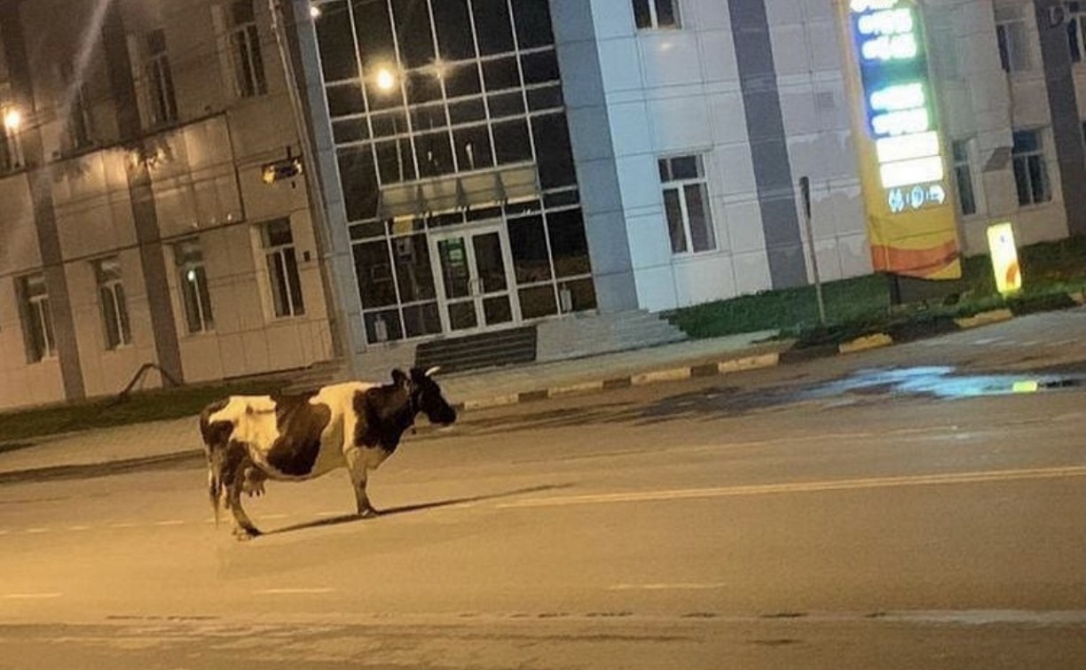 "Такси ждет": по Южно-Сахалинску ночью бродила корова