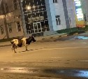 "Такси ждет": по Южно-Сахалинску ночью бродила корова