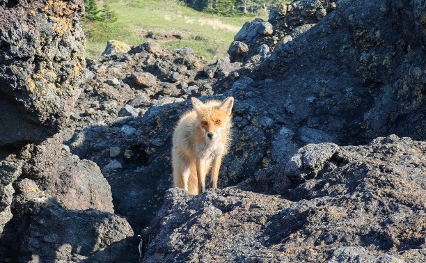 Милые создания: лисы на Шикотане проучили туристов, которые не поделились курицей