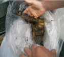 Около 160 кг трепанга «нашел» сахалинец на берегу моря