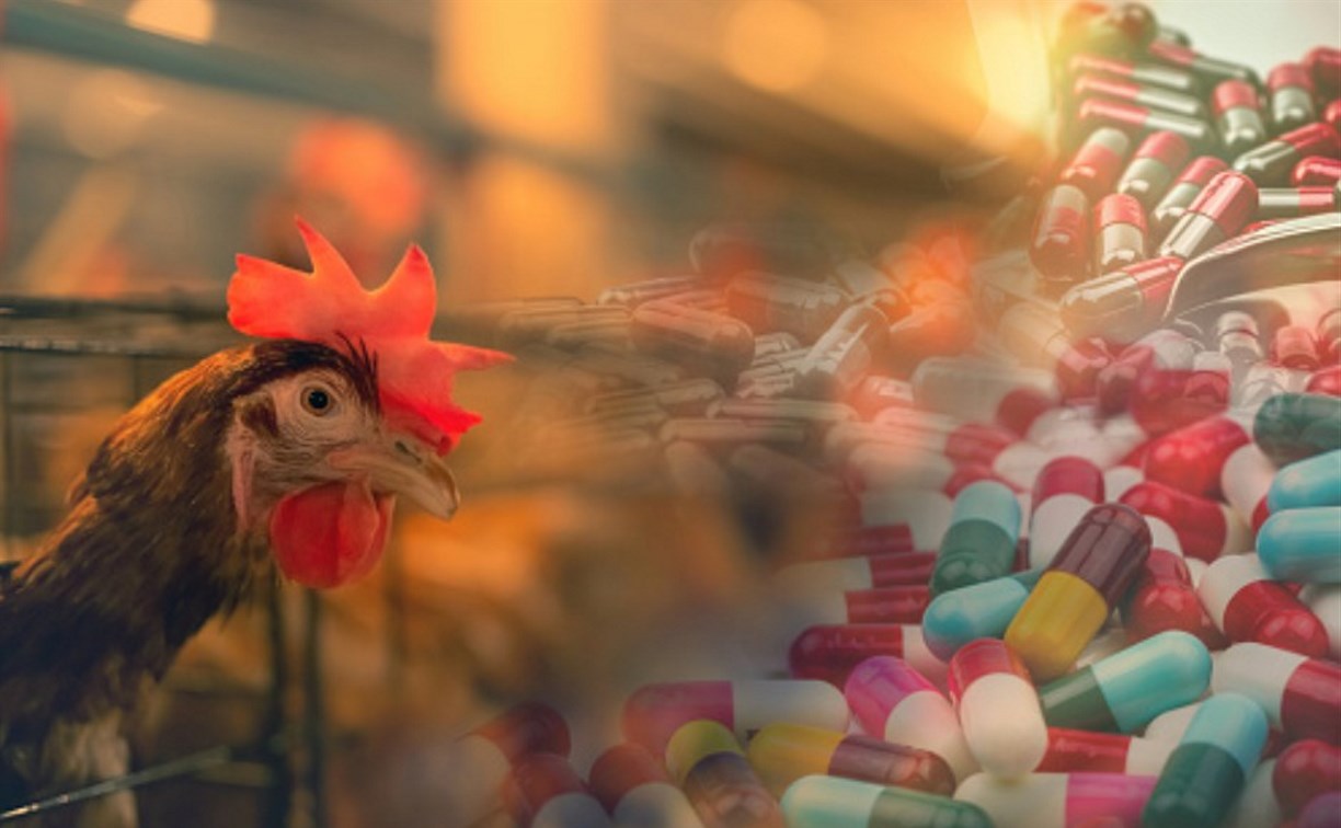 Птицефабрика "Островная" заявила, что накачанная антибиотиками курица не имеет к ним никакого отношения
