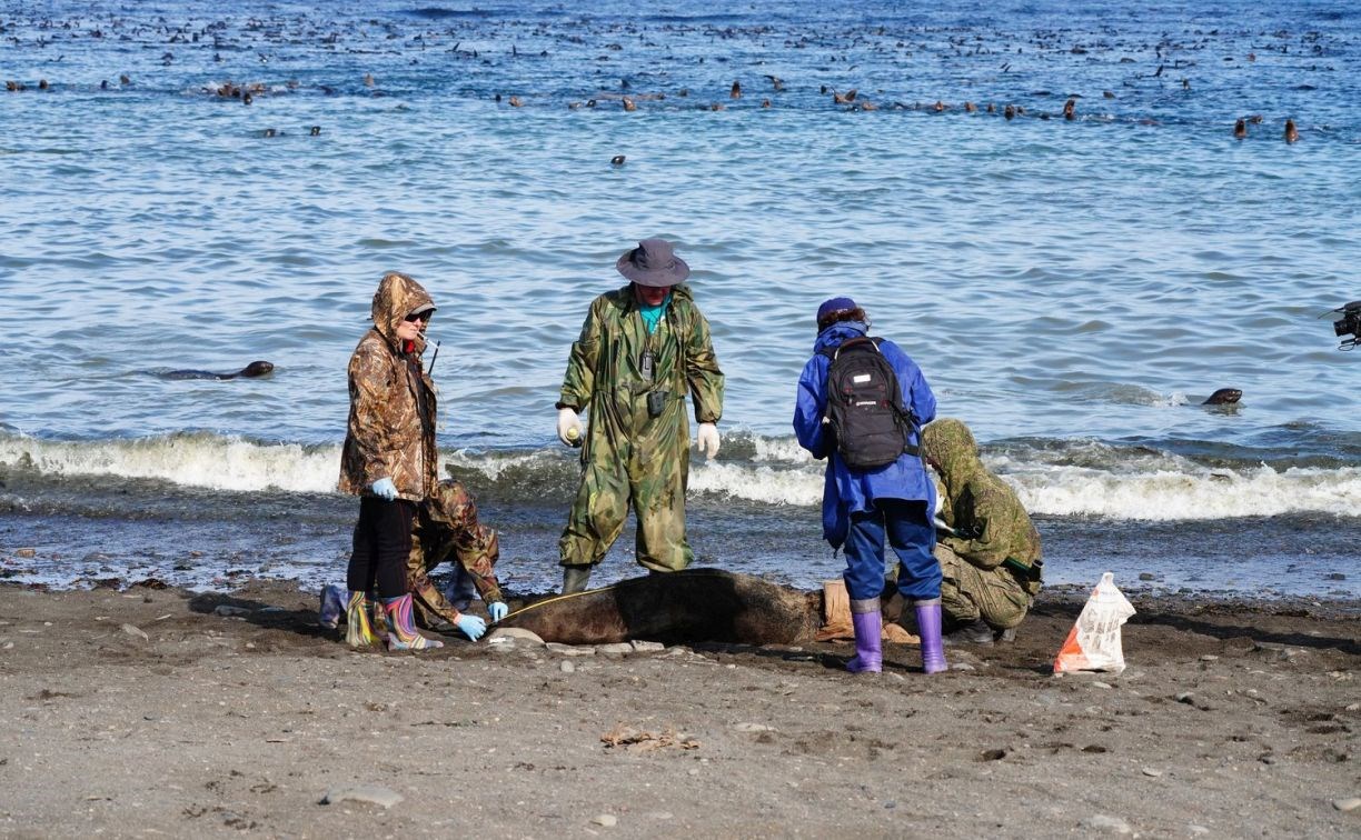 Тюлень с практически отрезанной головой пришёл за помощью к сахалинцам