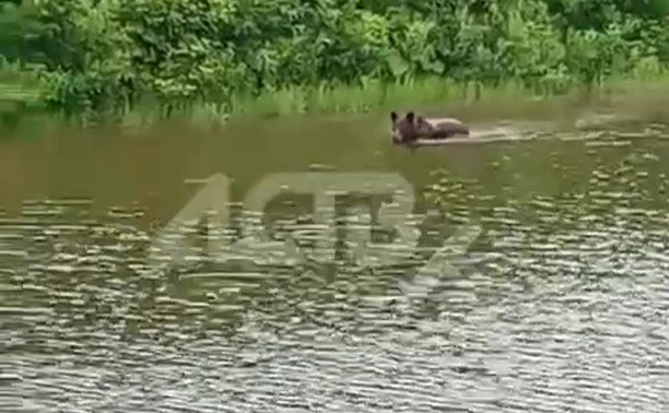 Плывущий по сахалинской реке медведь попал на видео