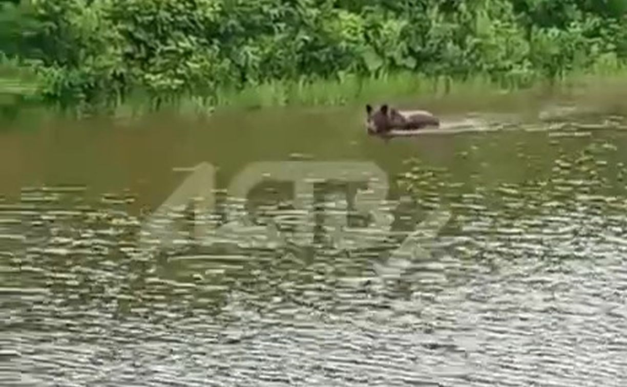 Плывущий по сахалинской реке медведь попал на видео Плывущий по сахалинской реке медведь попал на видео