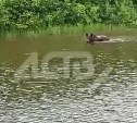 Плывущий по сахалинской реке медведь попал на видео