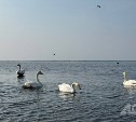 До +20 градусов обещают в некоторых районах Сахалина