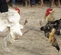 В России запретили распространять видео петушиных боев