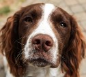 "Резали и подвешивали": зоозащитники сообщили о жестокой расправе детей над собакой в Поронайске