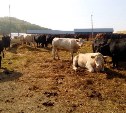 Сахалинских коров переводят на зимне-стойловое содержание