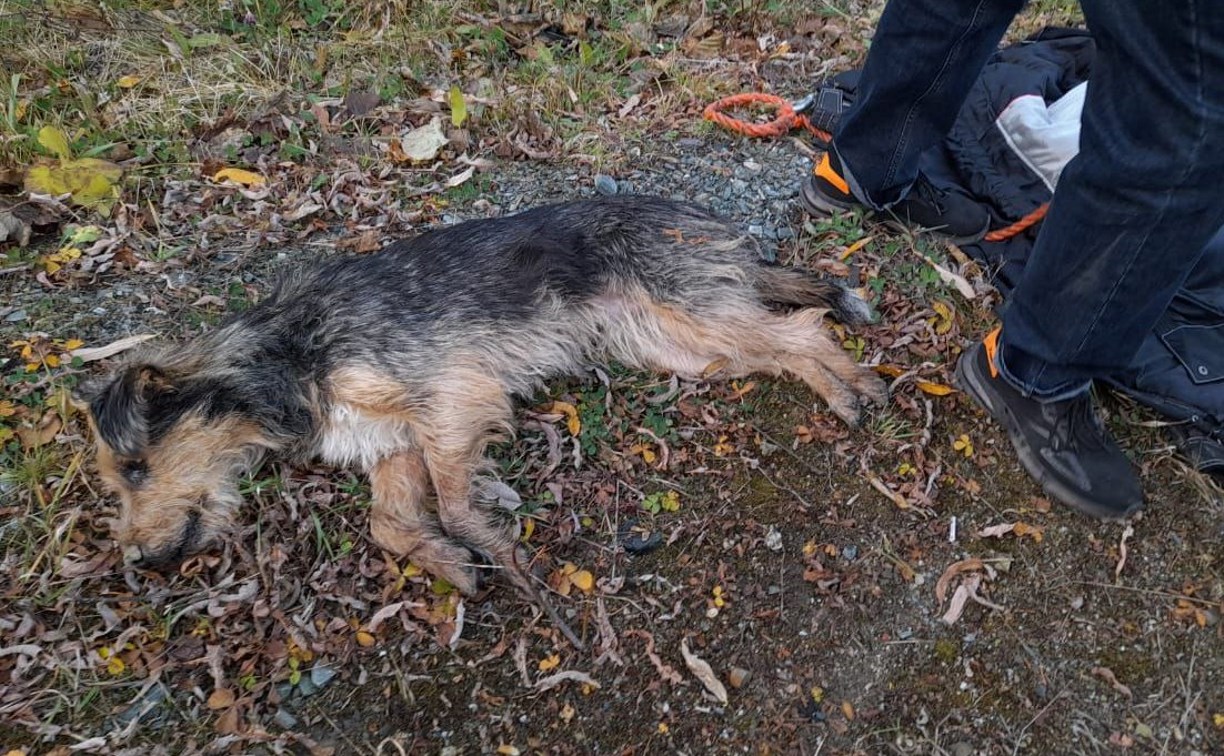 На Сахалине спасли брошенного пса, который не мог закрыть пасть из-за воткнувшейся кости