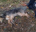 На Сахалине спасли брошенного пса, который не мог закрыть пасть из-за воткнувшейся кости
