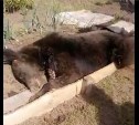 В Углегорске охотники застрелили обнаглевшего мишку