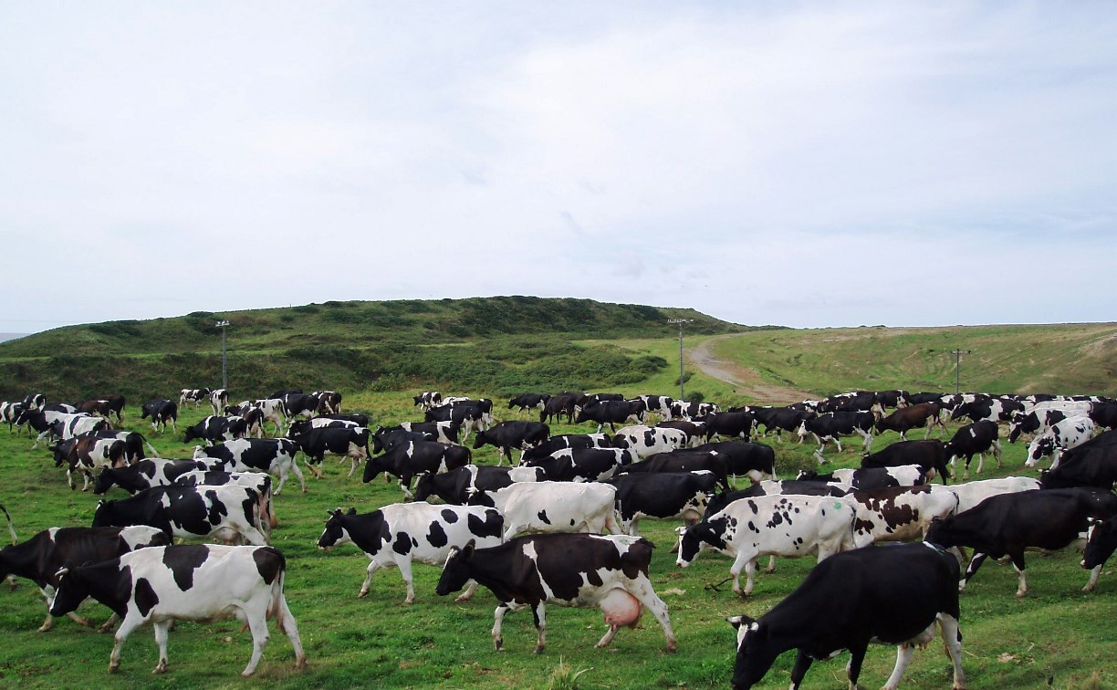 На Сахалине 12 тысяч коров и телят проведут лето в полях