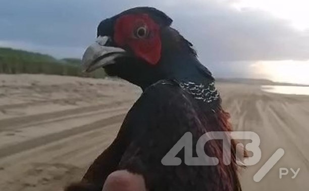 "Нашествие фазанов?": сахалинец поймал редкую птицу на море, ещё одну нашли мёртвой на даче