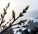  На Сахалине +8°C, а на Курилах - снег и порывистый ветер: прогноз погоды для региона на 1 апреля