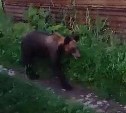 Медведица с медвежатами вышла к домам в селе на Кунашире
