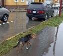 В геометрической прогрессии: новая собачья стая подрастает на улице Горького в Южно-Сахалинске