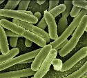 В воде на Сахалине нашли опасные бактерии