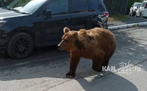 Общество