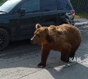 В Петропавловске-Камчатском прогуливается медведь