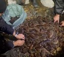 Больше 5 тысяч экземпляров трепанга изъяли у браконьеров сахалинские пограничники