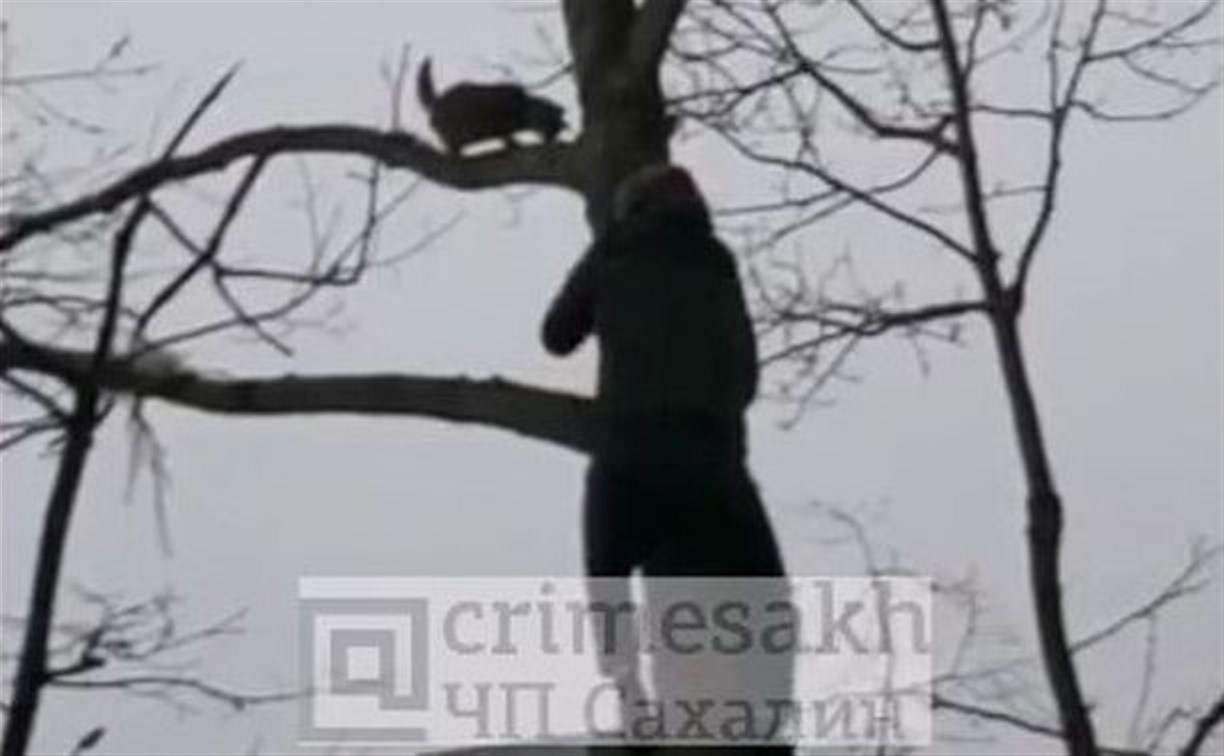 Молчаливый супермен на Сахалине спас кота, который просидел день на дереве