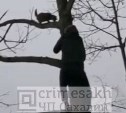 Молчаливый супермен на Сахалине спас кота, который просидел день на дереве