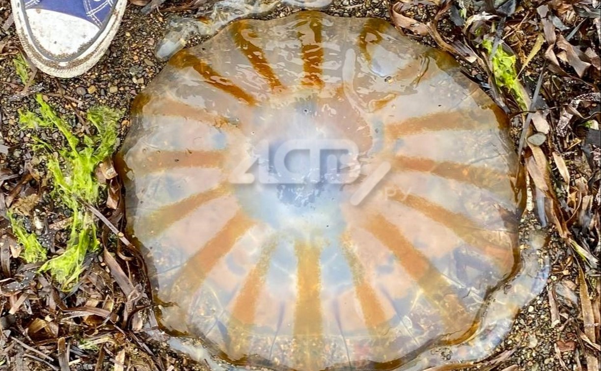 Крупная компасная медуза "прилегла" на берегу залива Анива