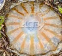 Крупная компасная медуза "прилегла" на берегу залива Анива
