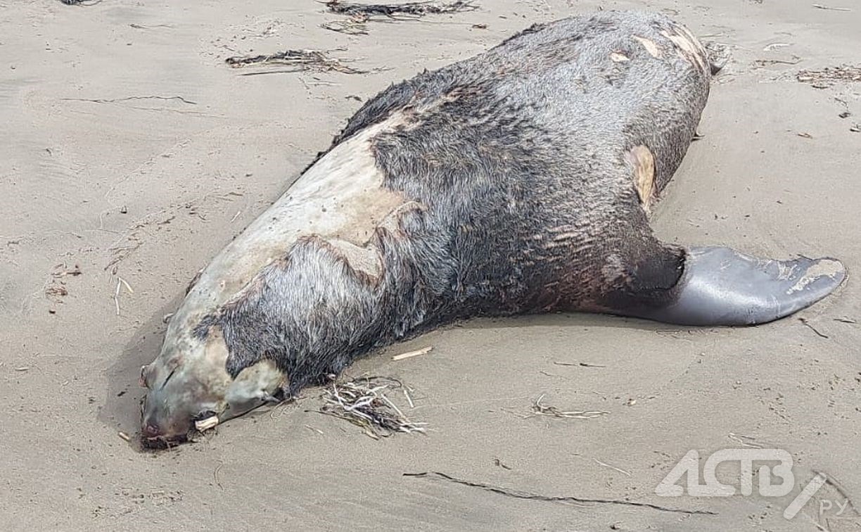 "Весь берег завален": сахалинец нашёл ещё одно место массового выброса мёртвых животных