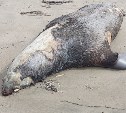 "Весь берег завален": сахалинец нашёл ещё одно место массового выброса мёртвых животных