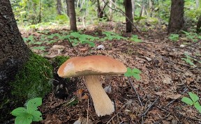 Общество