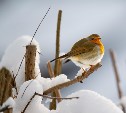 Пасмурно и до -11°C: прогноз для Сахалинской области на 16 марта