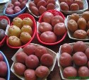 Элитные семена картофеля будут поставлять на Сахалин из Белоруссии