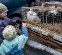 Сельскохозяйственная ярмарка «Весна - 2018» проходит в Южно-Сахалинске