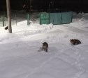 Жители Тараная подкармливают ночных лисиц