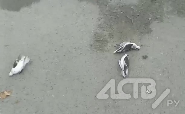 Больше десятка мёртвых птиц обнаружили сахалинцы в сквере в Долинске