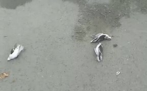 Происшествия